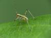 Phaneroptera sp.